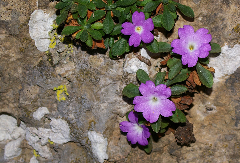Primula allionii / Primula di Allioni